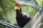 Ross's turaco