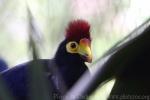 Ross's turaco