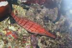 Longnose hawkfish