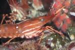 California spot prawn