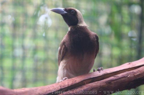 Raggiana bird-of-paradise