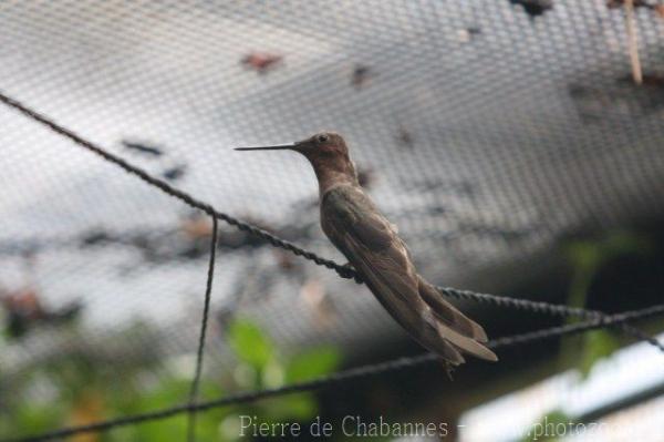 Giant hummingbird