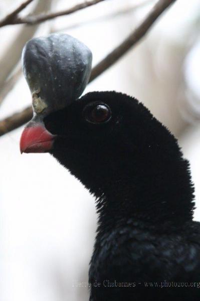 Helmeted curassow