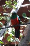 Golden-headed quetzal