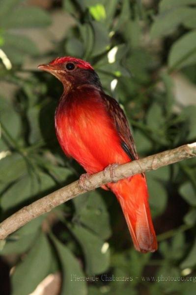 Guianan red cotinga