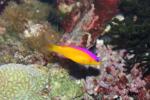 Diadem dottyback