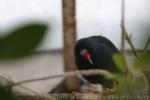 Purple gallinule