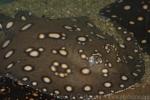 Bigtooth river stingray