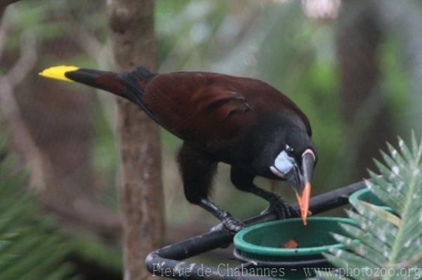 Montezuma oropendola