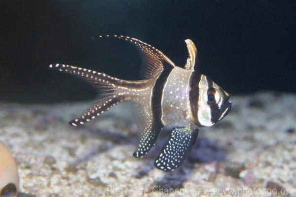 Banggai cardinalfish