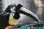 Black-necked aracari