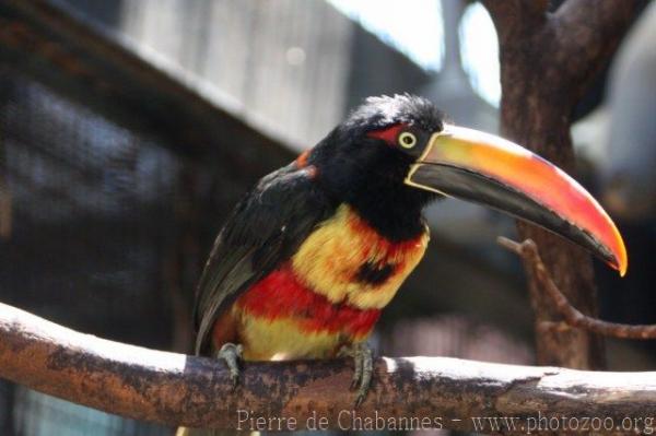 Fiery-billed araçari