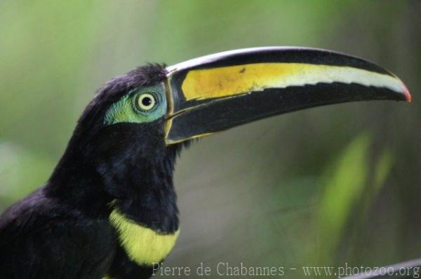 Many-banded araçari