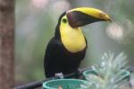 Chestnut-mandibled toucan