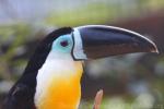 Citron-throated toucan