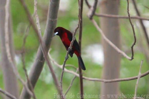 Crimson-rumped tanager