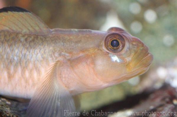 Blackeye goby