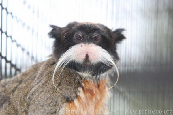 Emperor tamarin