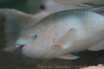 Rainbow parrotfish