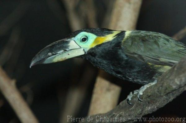 Langsdorff's Toucanet