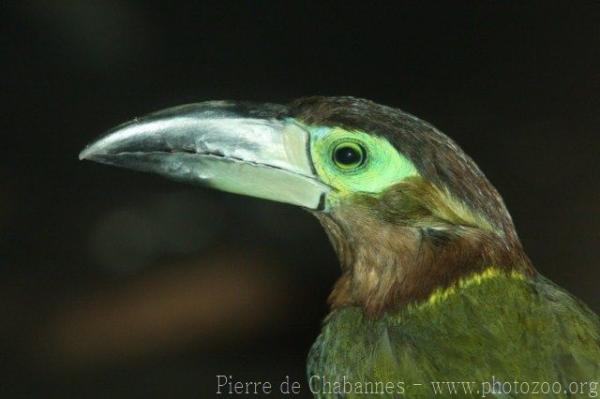 Langsdorff's Toucanet