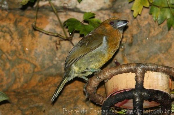 Prong-billed barbet