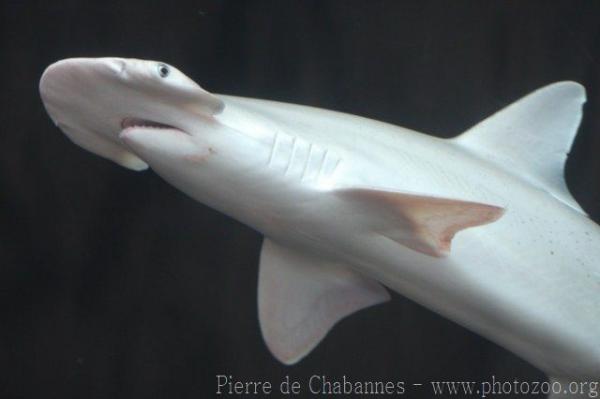 Bonnethead shark