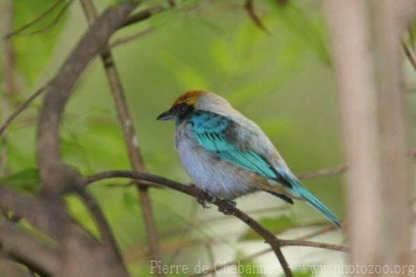 Lesser Antillean tanager