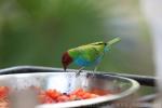 Bay-headed tanager