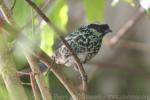 Beryl-spangled tanager