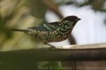 Beryl-spangled tanager