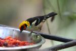 Flame-faced tanager