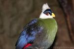 White-crested turaco