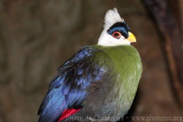 White-crested turaco
