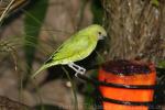 Swallow tanager