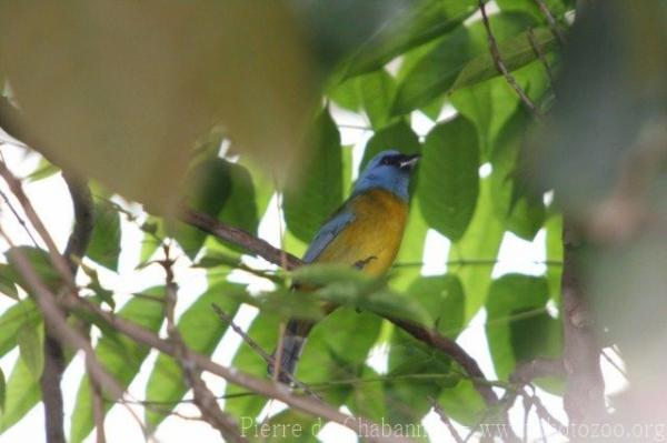 Blue-and-yellow tanager