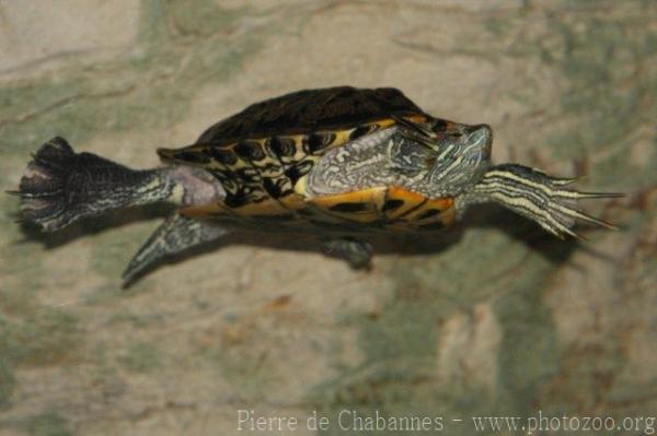 Red-eared slider