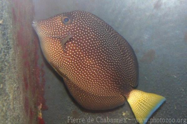 Spotted tang