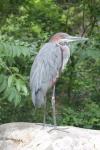 Goliath heron