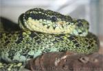 Black-speckled palm viper