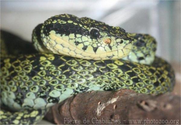 Black-speckled palm viper