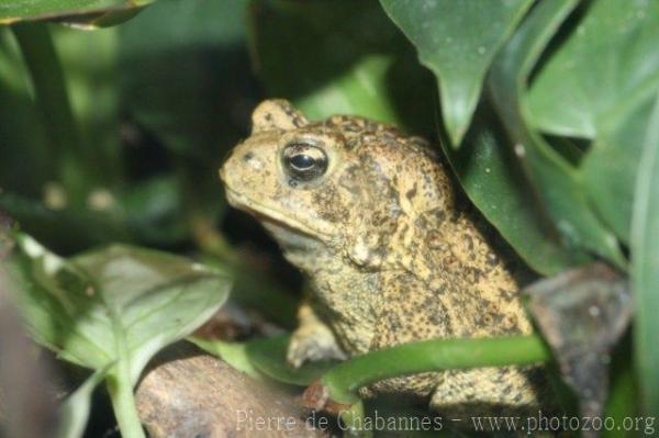 Houston toad