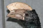 Silvery-cheeked hornbill