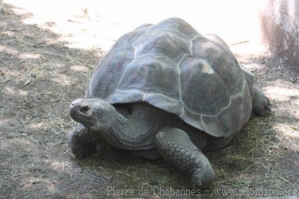 Isabela giant tortoise