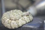 Southwestern speckled rattlesnake