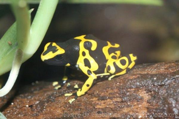 Yellow-headed poison-dart frog