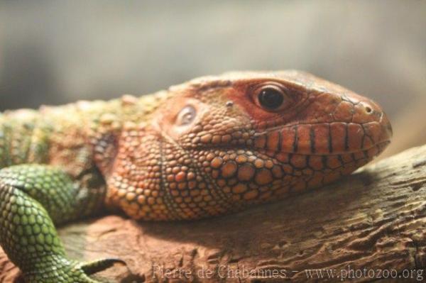 Northern caiman lizard