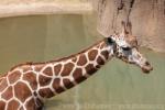 Reticulated giraffe