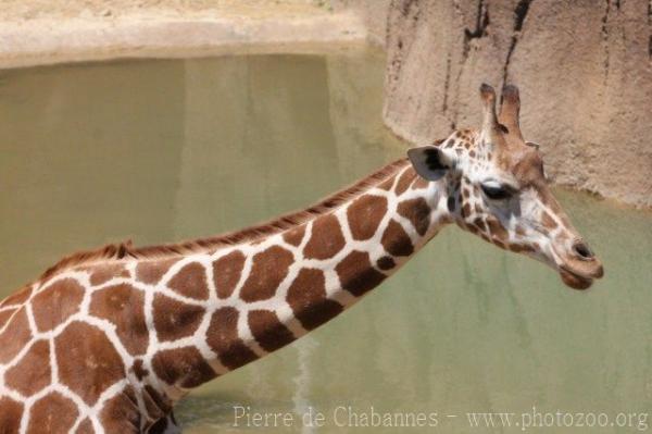 Reticulated giraffe