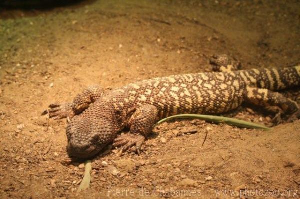 Common beaded lizard